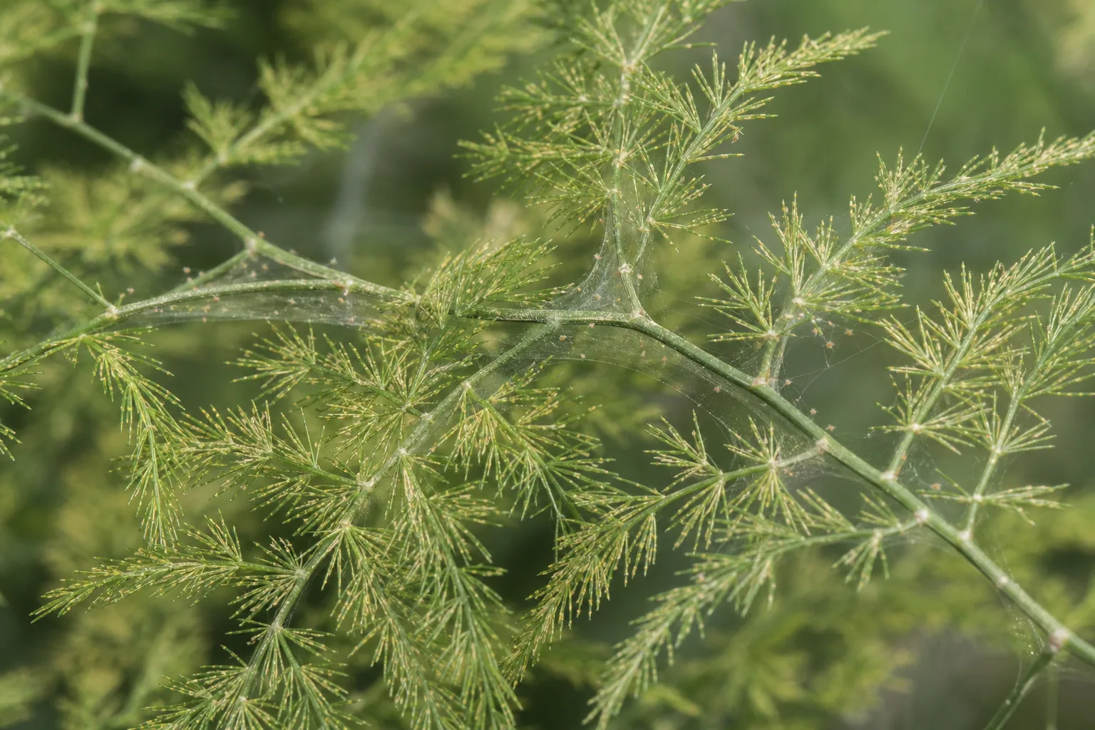 Spider Mites on Asparagus Fern - visible symptom on the plant