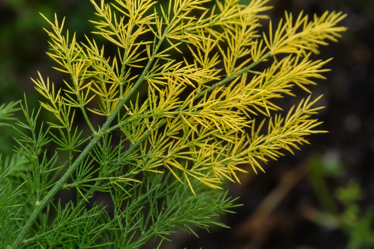 Close-up of Yellow Leaves on Asparagus Fern - diagnostic detail