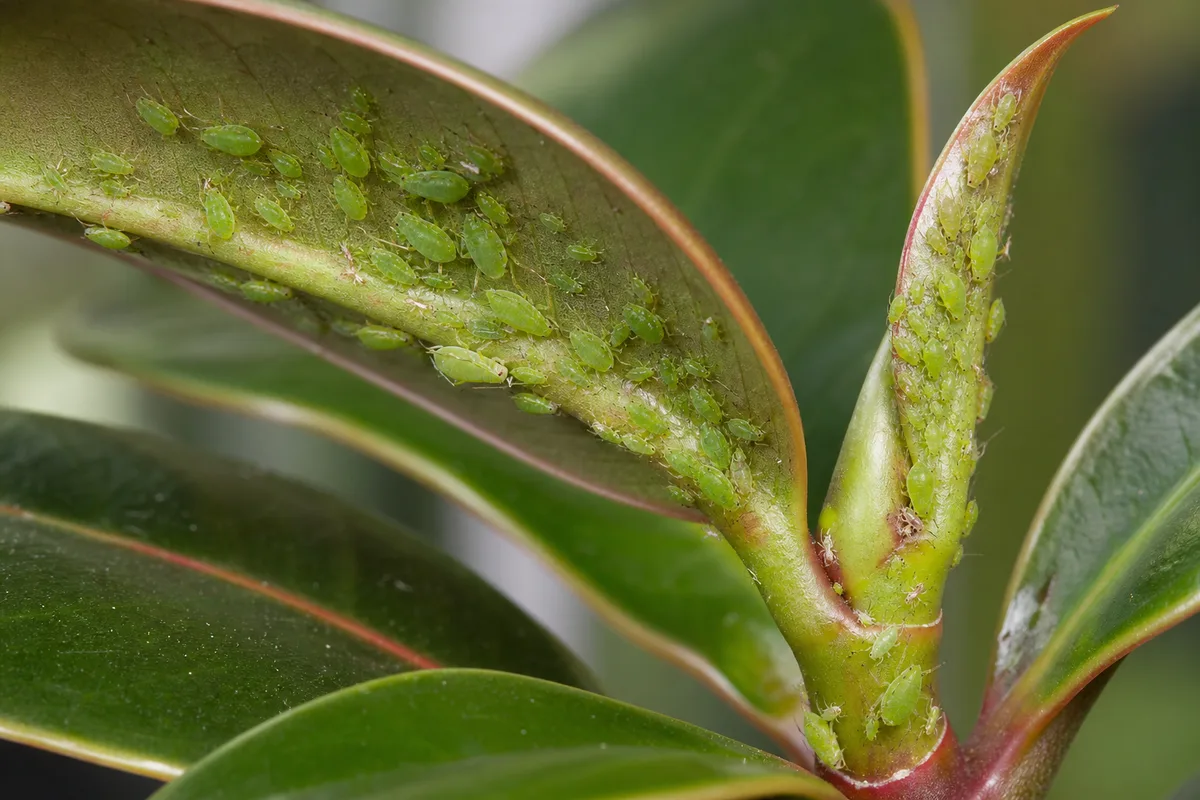 Close-up of Aphids on Baby Rubber Plant - diagnostic detail
