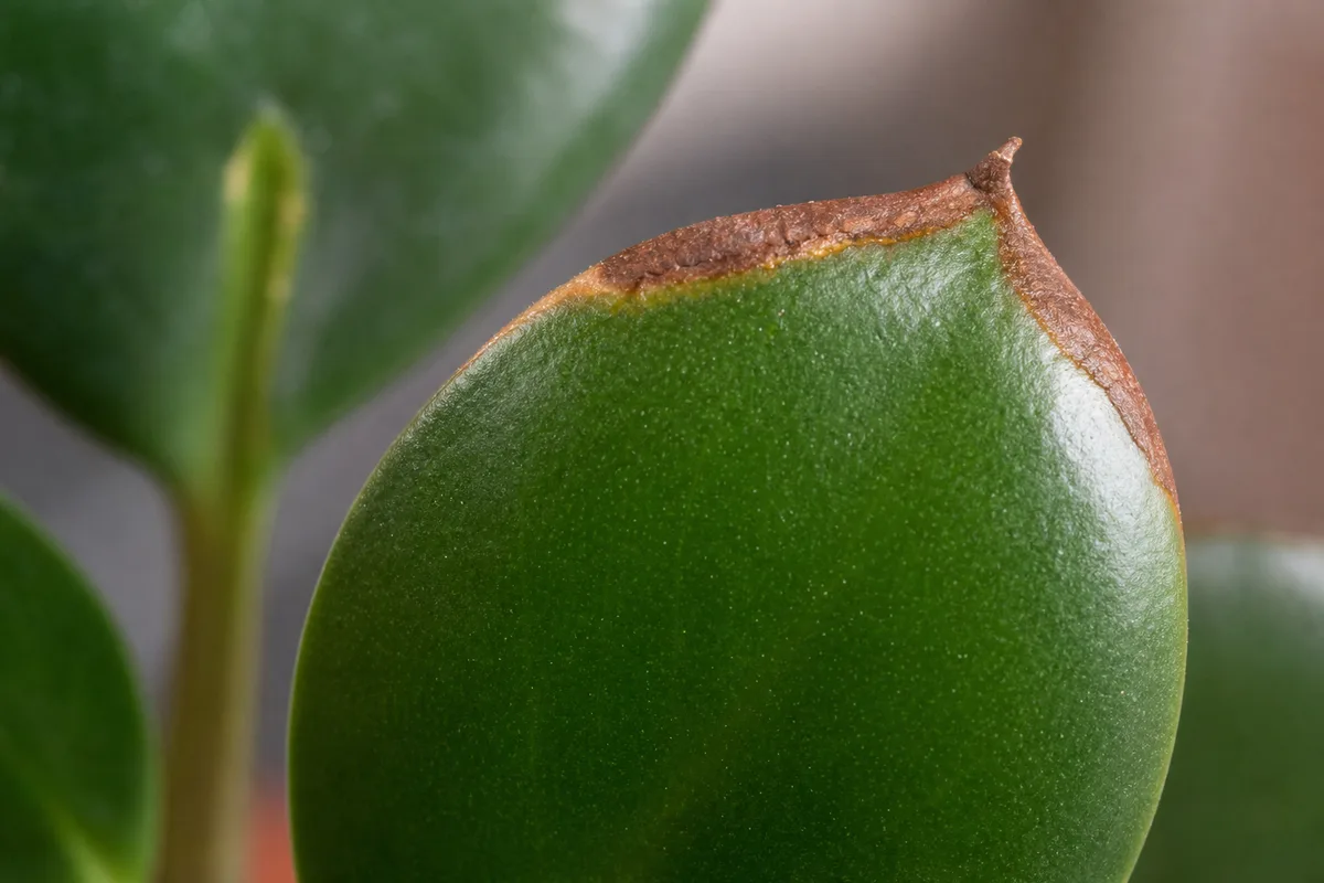Close-up of Brown Tips on Baby Rubber Plant - diagnostic detail