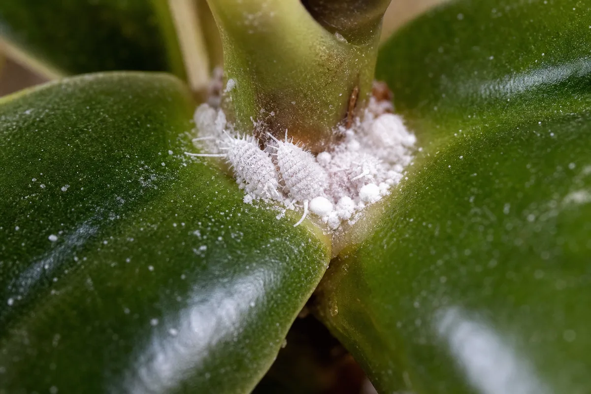 Close-up of Mealybugs on Baby Rubber Plant - diagnostic detail