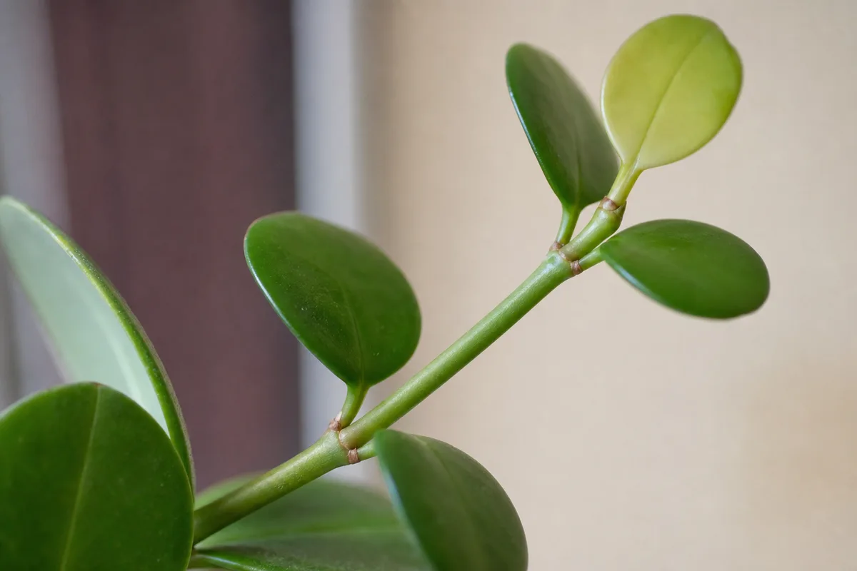 Close-up of Not Enough Light on Baby Rubber Plant - diagnostic detail