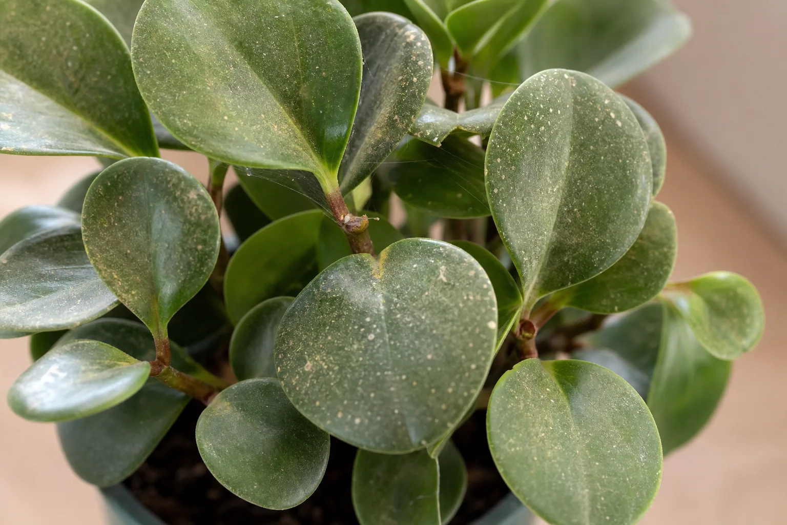 Spider Mites on Baby Rubber Plant - visible symptom on the plant