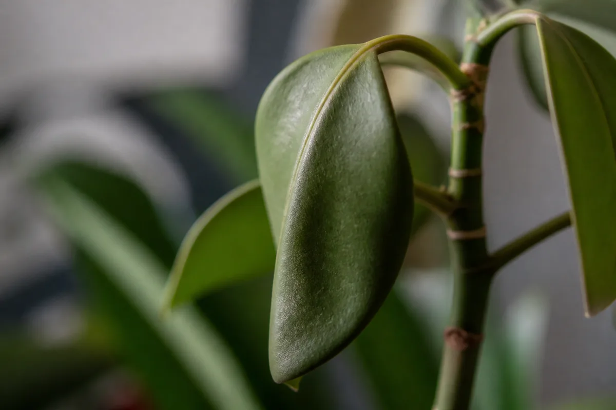 Close-up of Wilting on Baby Rubber Plant - diagnostic detail