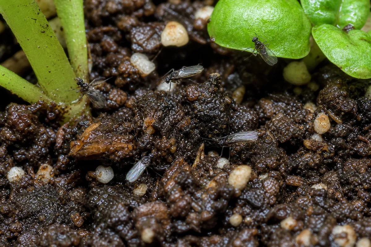 Close-up of Fungus Gnats on Basil - diagnostic detail