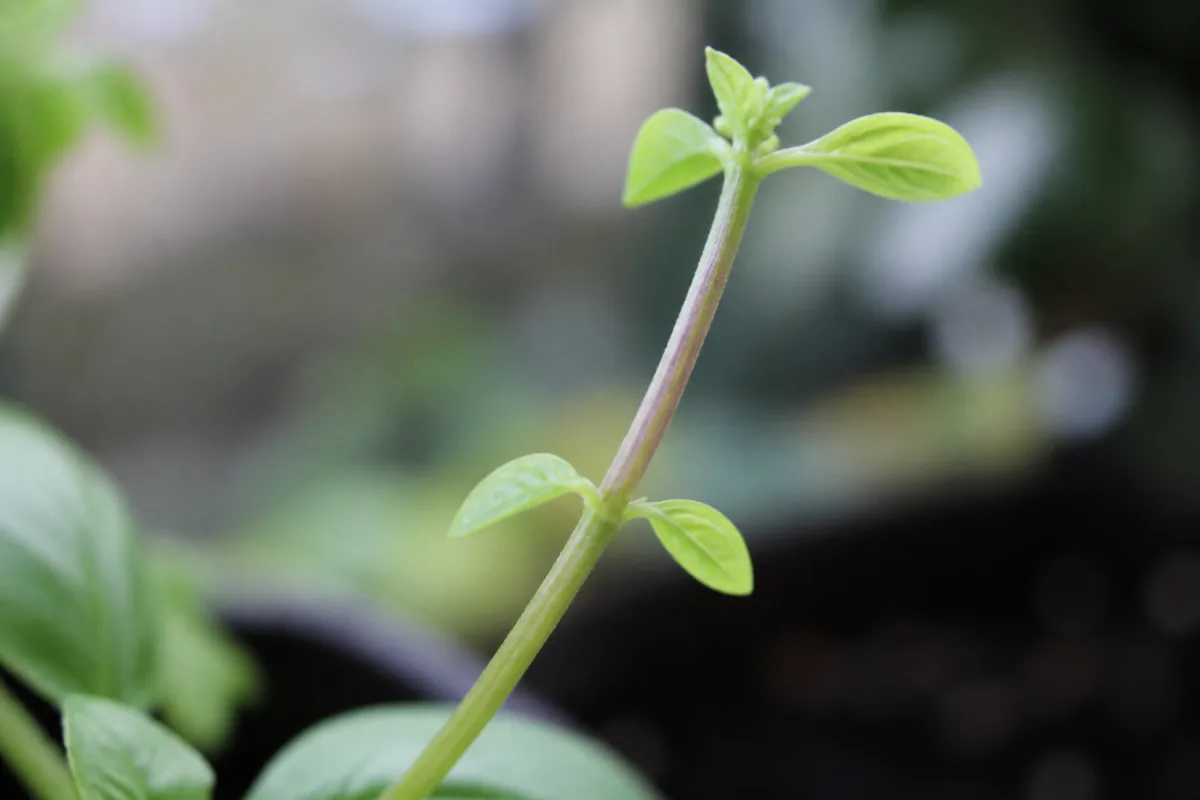 Close-up of Not Enough Light on Basil - diagnostic detail