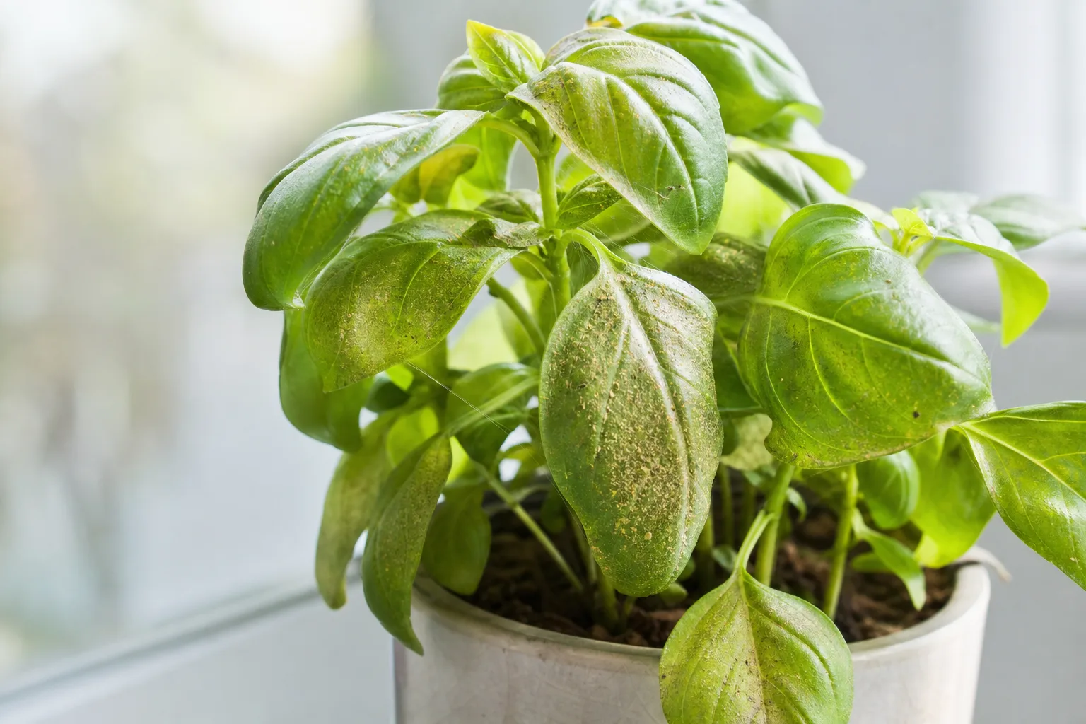 Spider Mites on Basil - visible symptom on the plant