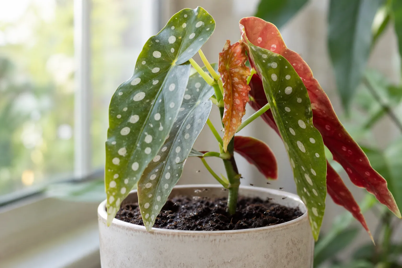 Fungus Gnats on Begonia Maculata - visible symptom on the plant