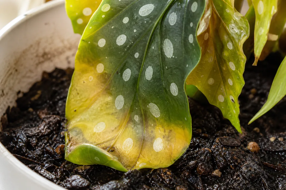 Close-up of Overwatering on Begonia Maculata - diagnostic detail