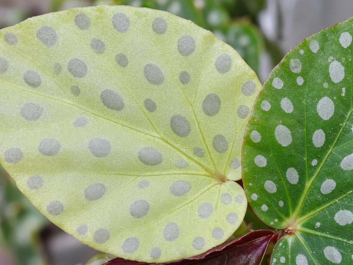 Close-up of pale leaves on Begonia Maculata - faded silver polka dots on washed-out green foliage