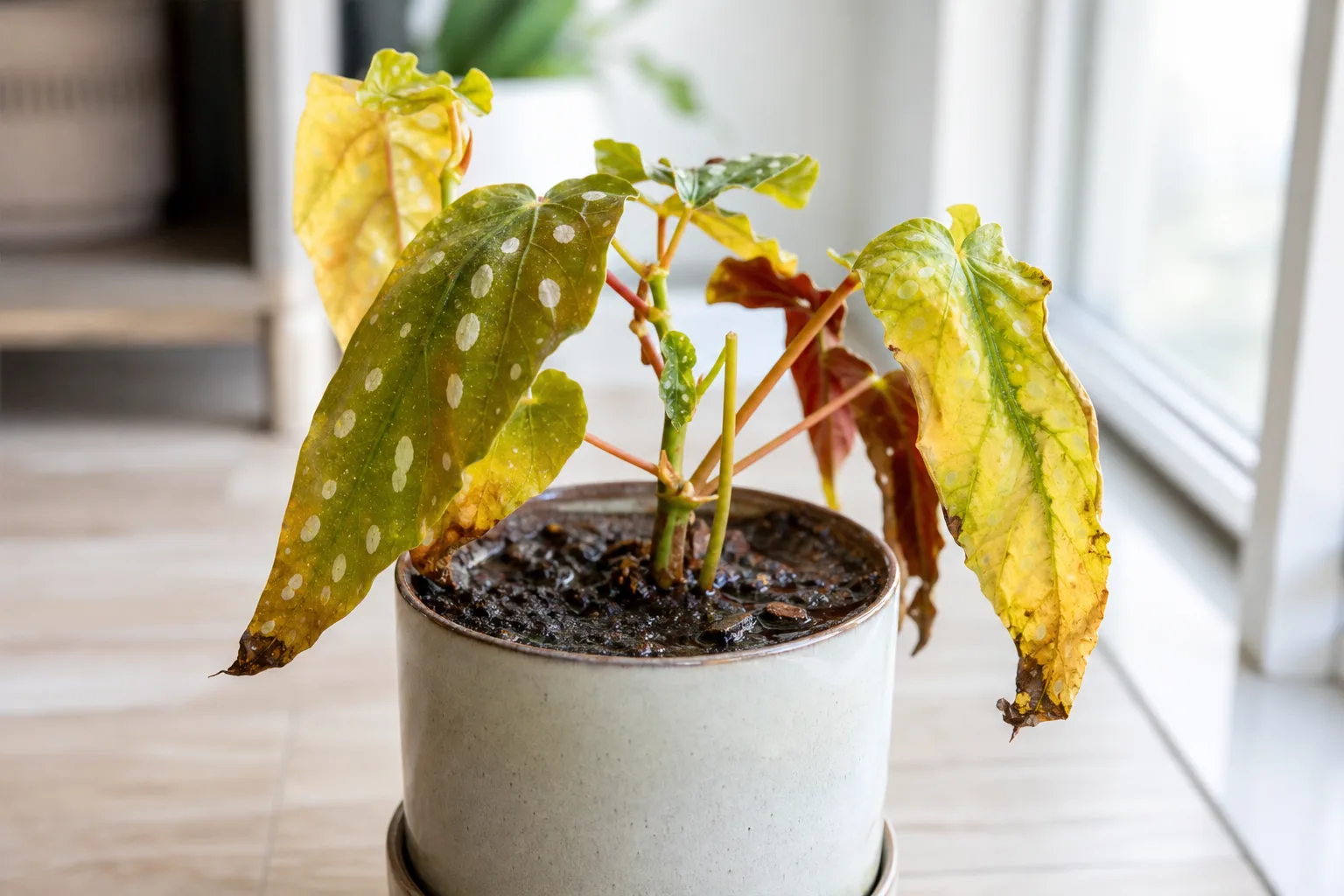 Root Rot on Begonia Maculata - visible symptom on the plant