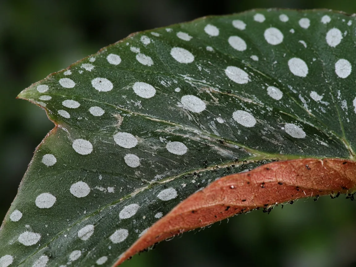 Close-up of thrips damage on Begonia Maculata - silvery streaks and black frass on a spotted angel-wing leaf with red underside