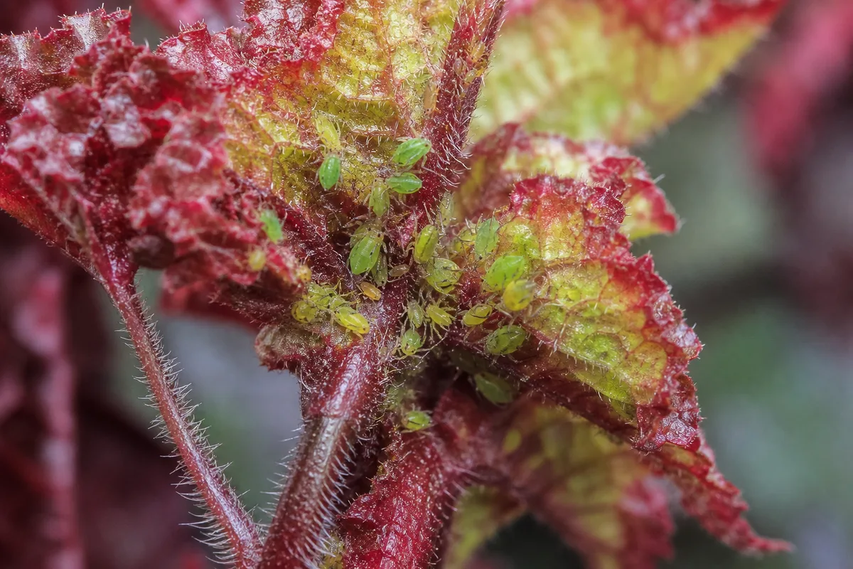 Close-up of Aphids on Begonia Rex - diagnostic detail