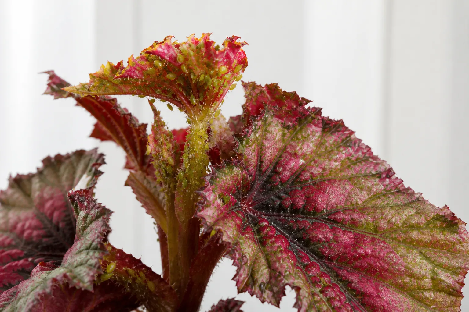 Aphids on Begonia Rex - visible symptom on the plant