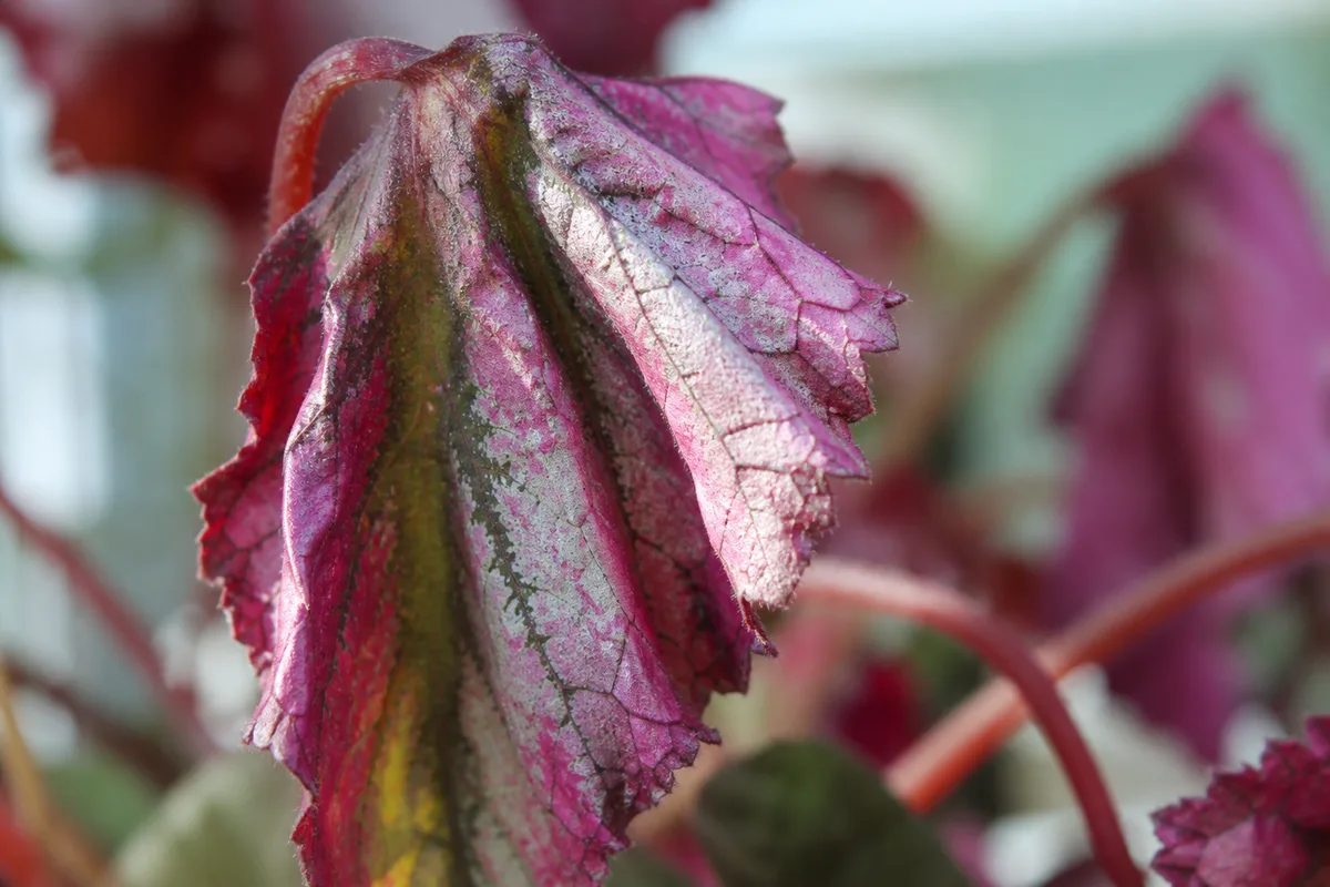 Close-up of Drooping Leaves on Begonia Rex - diagnostic detail