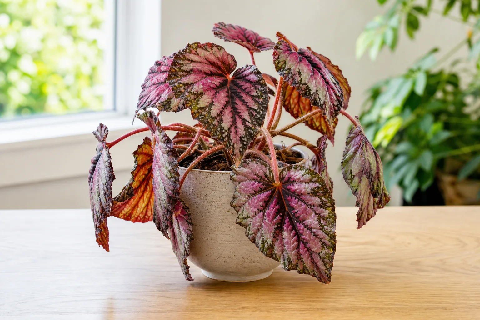 Drooping Leaves on Begonia Rex - visible symptom on the plant