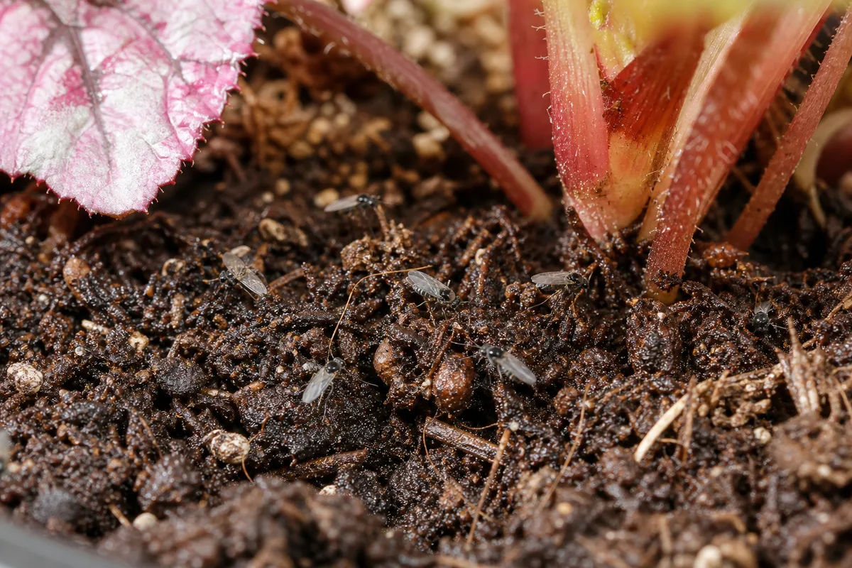 Close-up of Fungus Gnats on Begonia Rex - diagnostic detail
