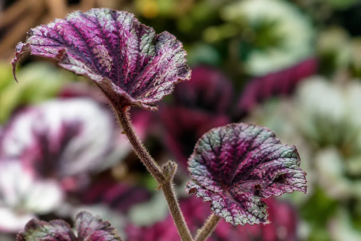 Close-up of Leggy Growth on Begonia Rex - diagnostic detail