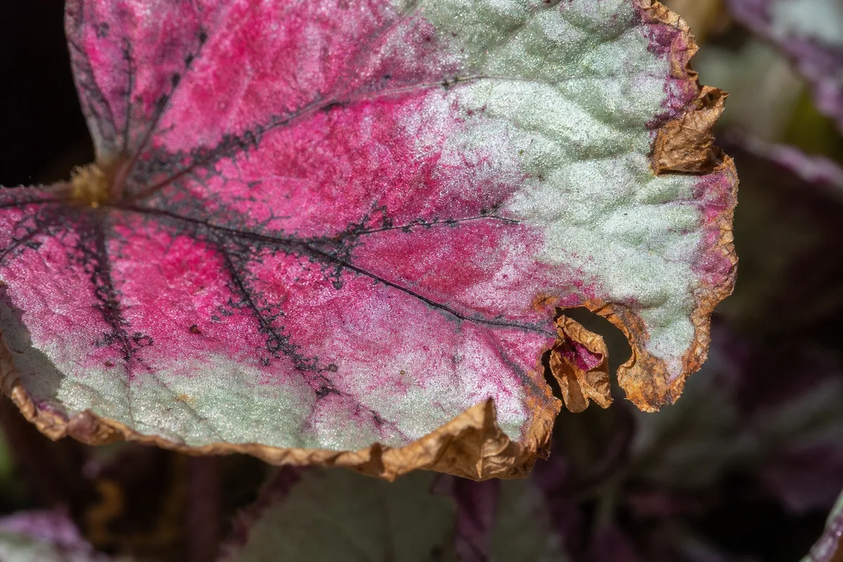 Close-up of Low Humidity on Begonia Rex - diagnostic detail
