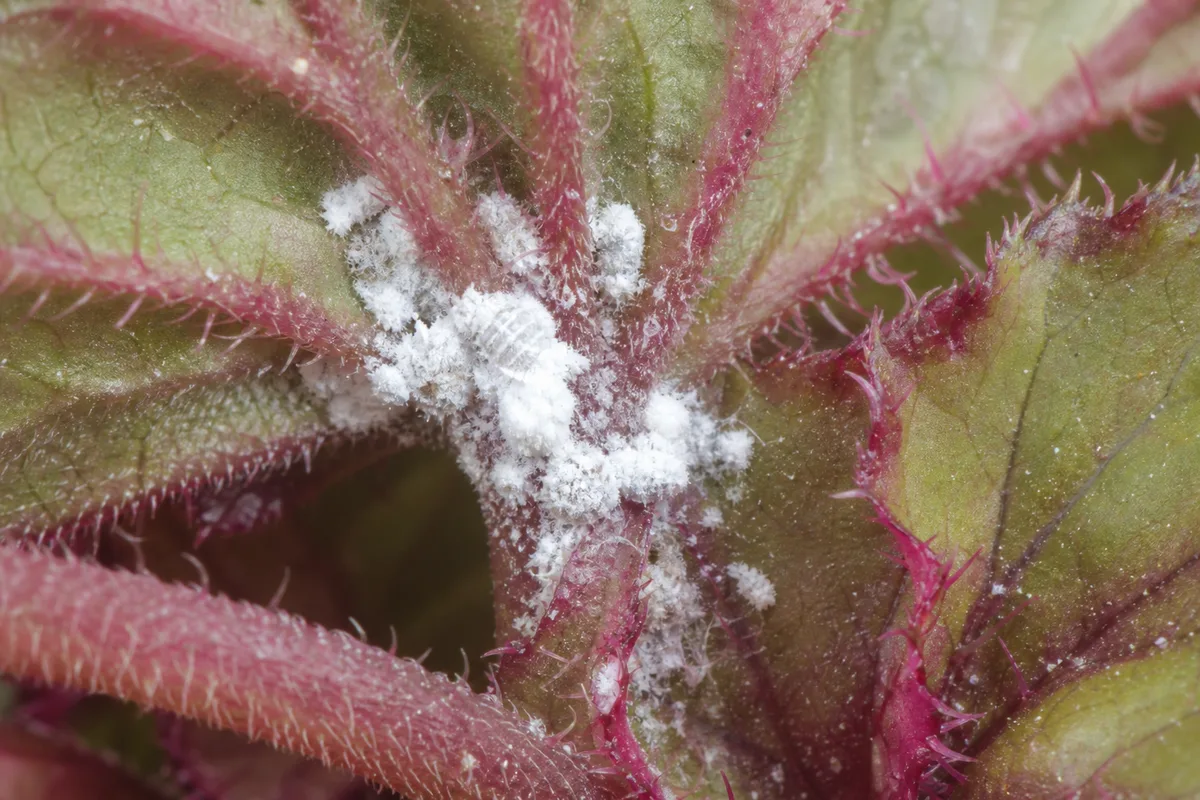 Close-up of Mealybugs on Begonia Rex - diagnostic detail