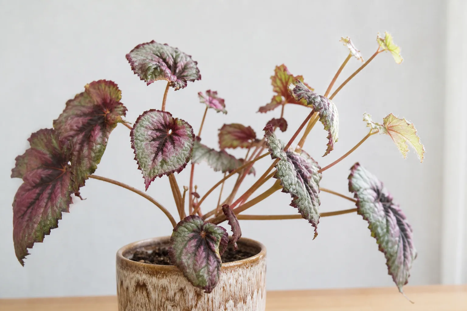 Not Enough Light on Begonia Rex - visible symptom on the plant