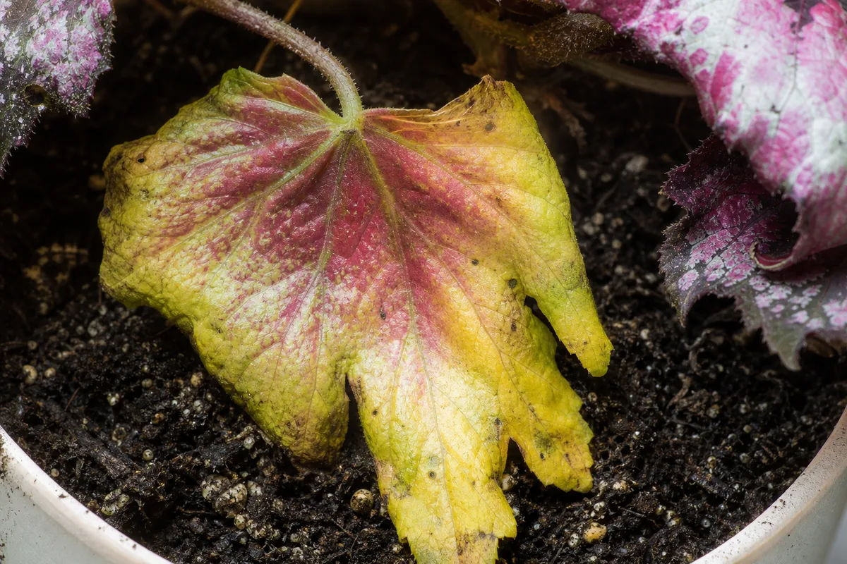 Close-up of Overwatering on Begonia Rex - diagnostic detail
