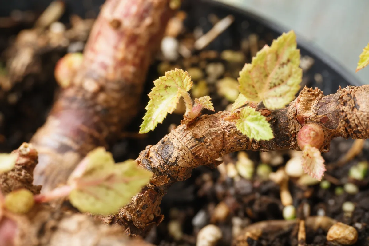 Close-up of Slow Growth on Begonia Rex - diagnostic detail