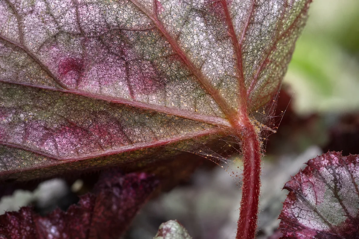 Close-up of Spider Mites on Begonia Rex - diagnostic detail
