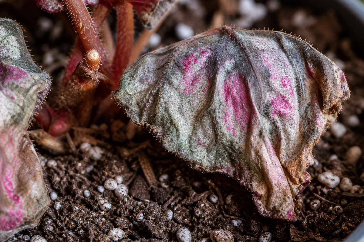 Close-up of Underwatering on Begonia Rex - diagnostic detail