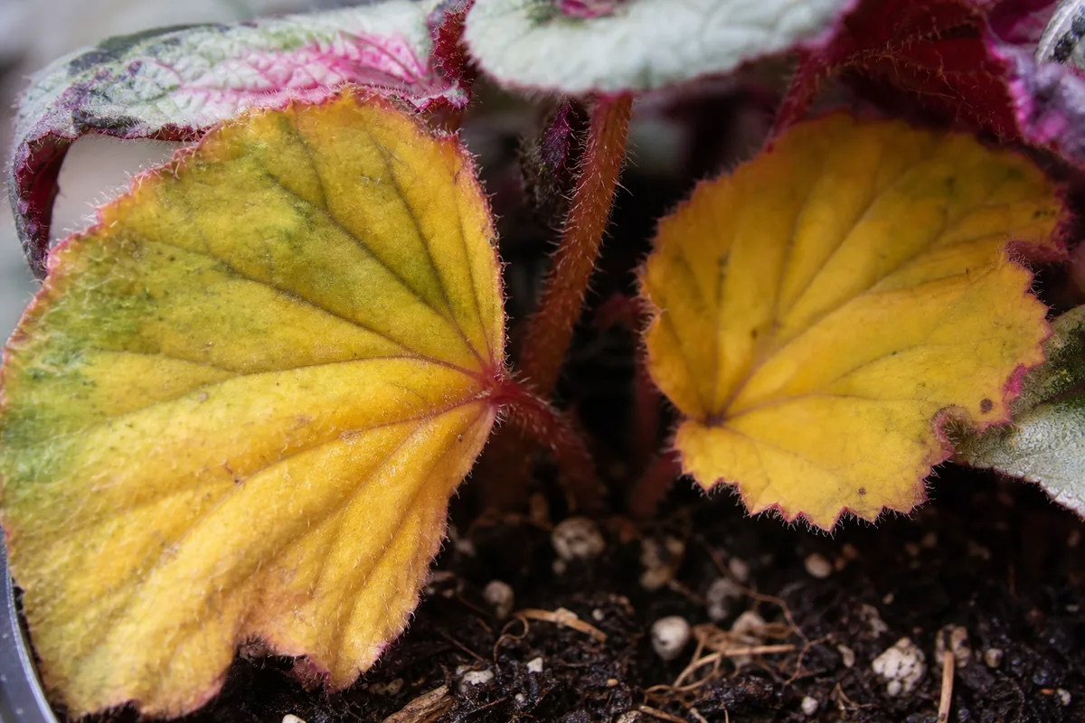 Close-up of Yellow Leaves on Begonia Rex - diagnostic detail