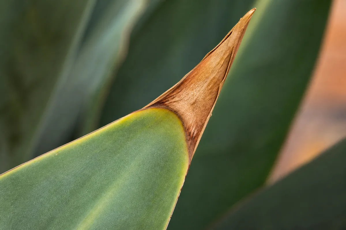 Close-up of Brown Tips on Bird of Paradise - diagnostic detail