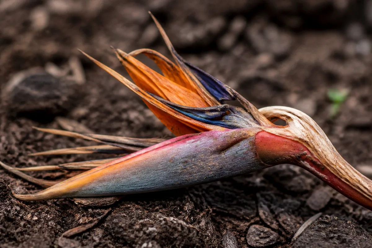 Close-up of Bud Drop on Bird of Paradise - diagnostic detail