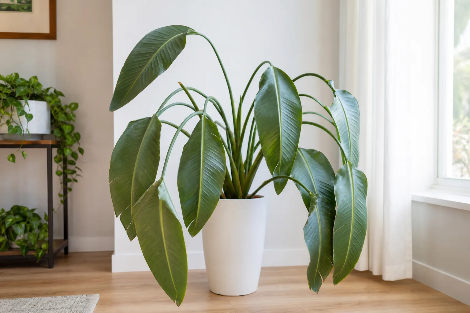 Drooping Leaves on Bird of Paradise - visible symptom on the plant