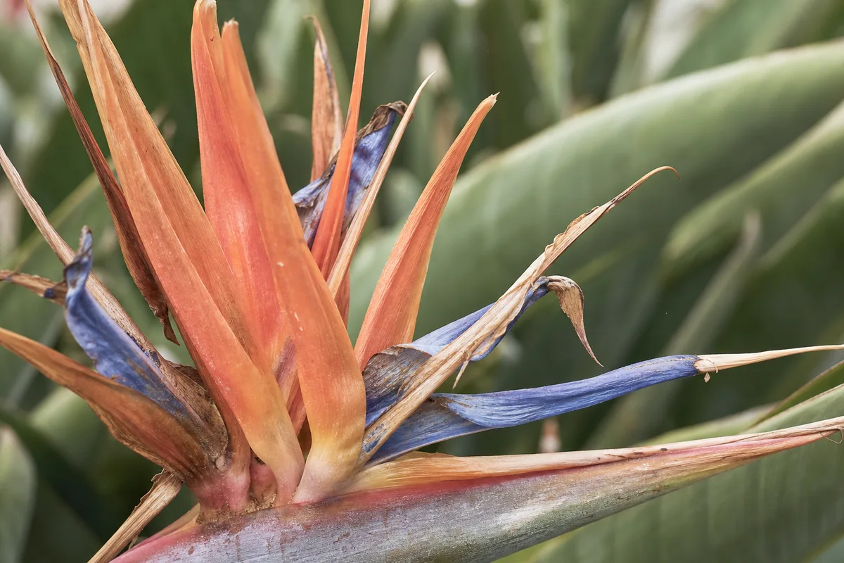 Close-up of Faded Flowers on Bird of Paradise - diagnostic detail
