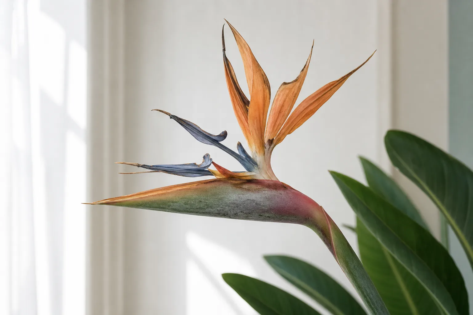 Faded Flowers on Bird of Paradise - visible symptom on the plant