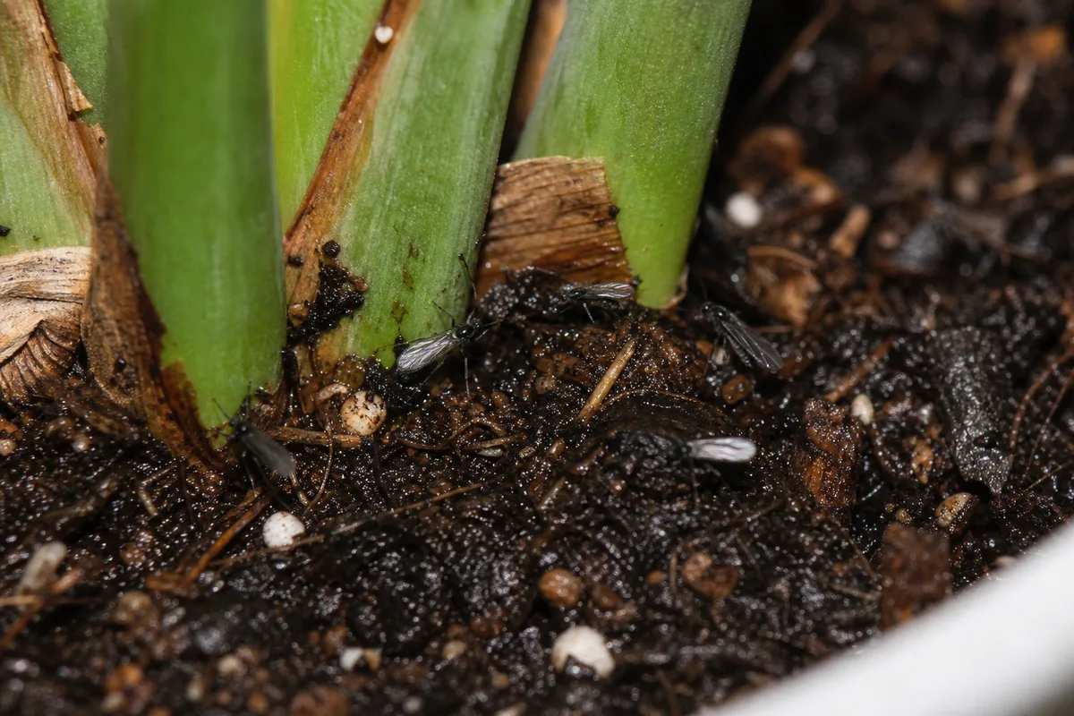 Close-up of Fungus Gnats on Bird of Paradise - diagnostic detail