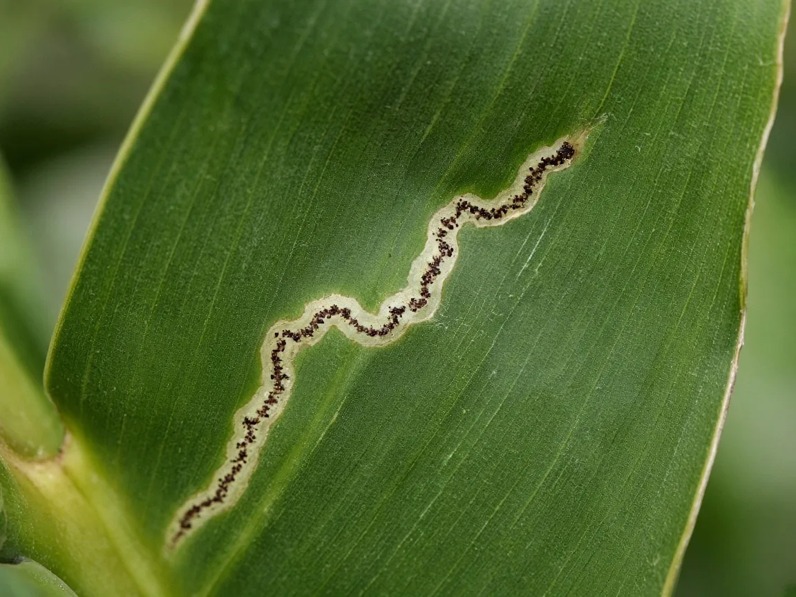 Close-up of leaf miner serpentine tunnel inside a thick Bird of Paradise paddle leaf