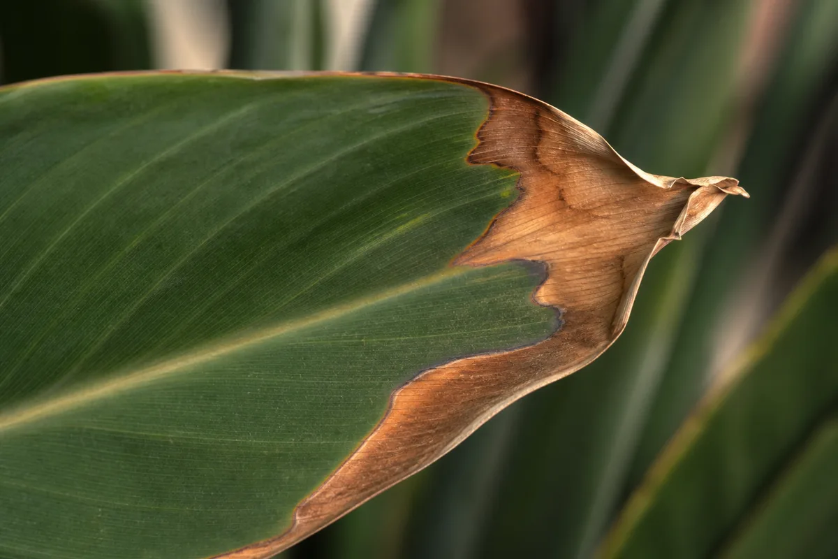 Close-up of Low Humidity on Bird of Paradise - diagnostic detail