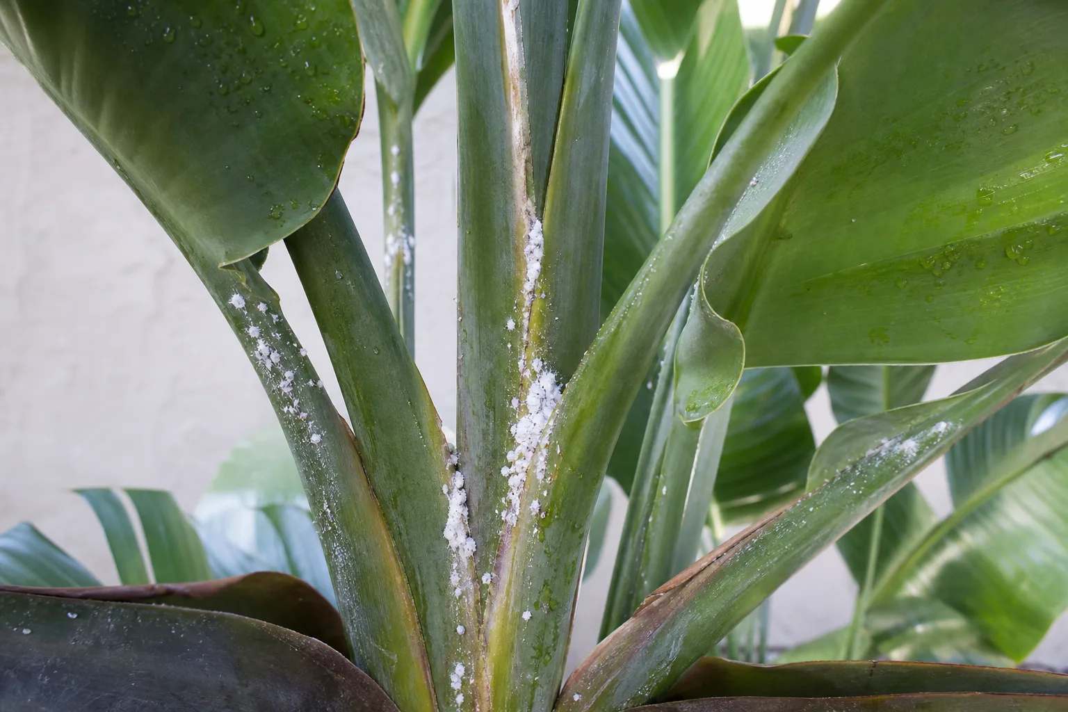 Mealybugs on Bird of Paradise - visible symptom on the plant