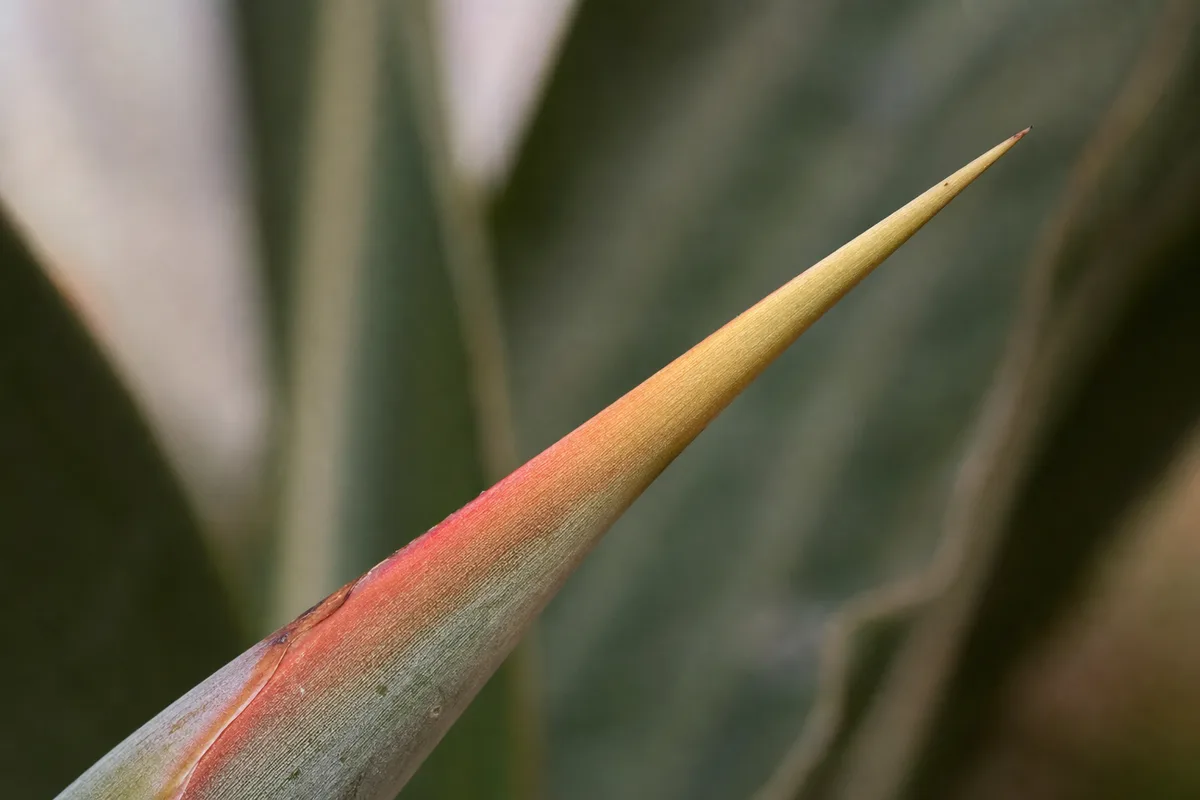 Close-up of No Flowers on Bird of Paradise - diagnostic detail