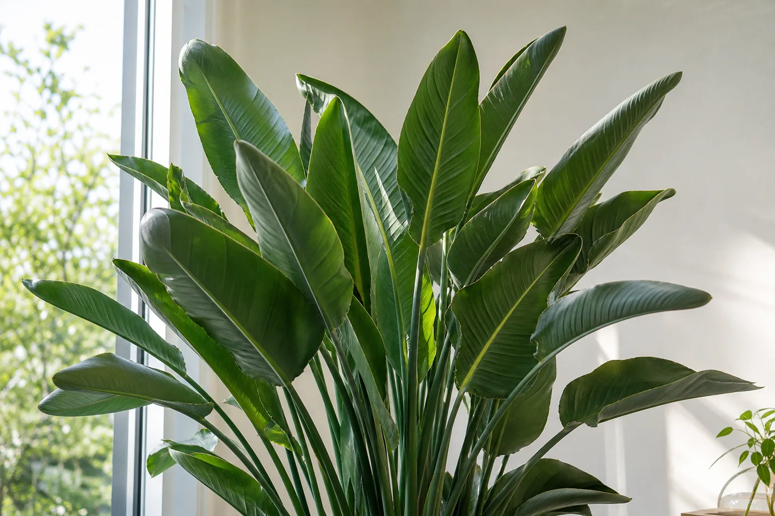 No Flowers on Bird of Paradise - visible symptom on the plant