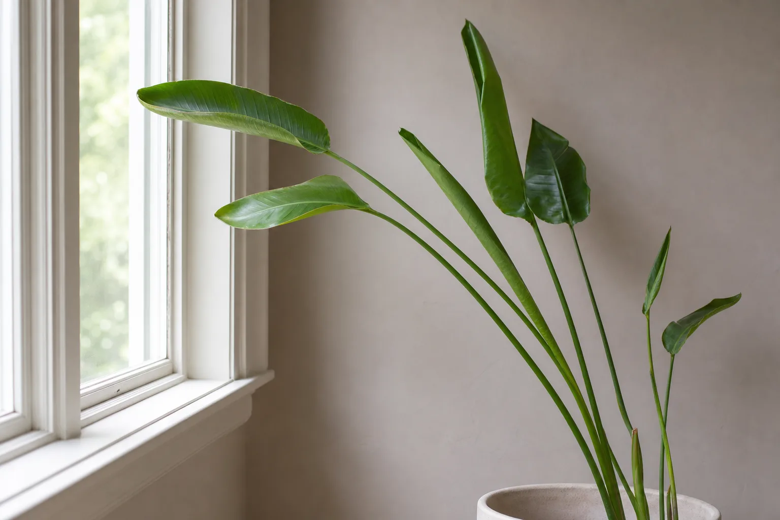 Not Enough Light on Bird of Paradise - visible symptom on the plant