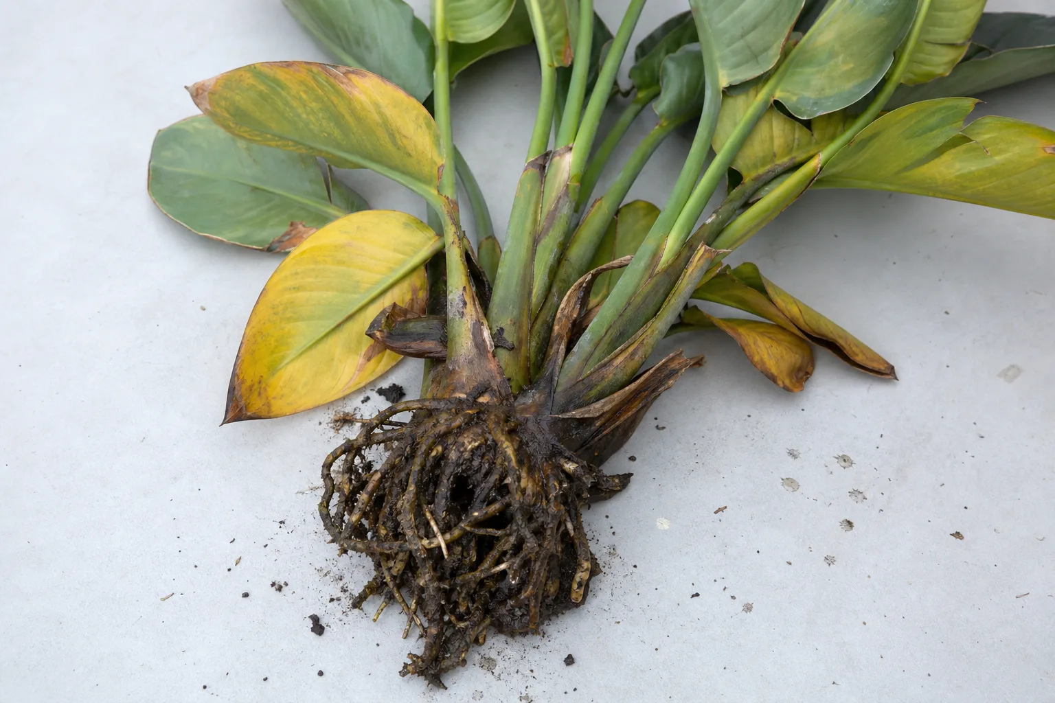 Root Rot on Bird of Paradise - visible symptom on the plant