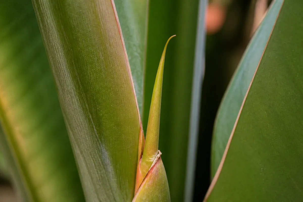 Close-up of Slow Growth on Bird of Paradise - diagnostic detail