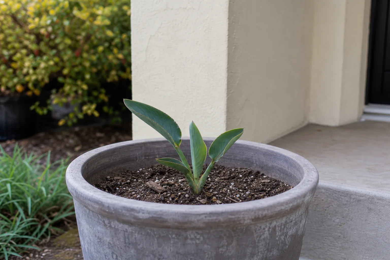 Slow Growth on Bird of Paradise - visible symptom on the plant