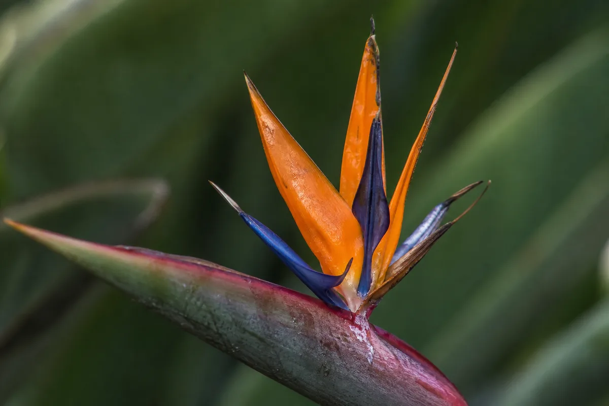 Close-up of Small Flowers on Bird of Paradise - undersized spathe and cramped orange-and-blue petals
