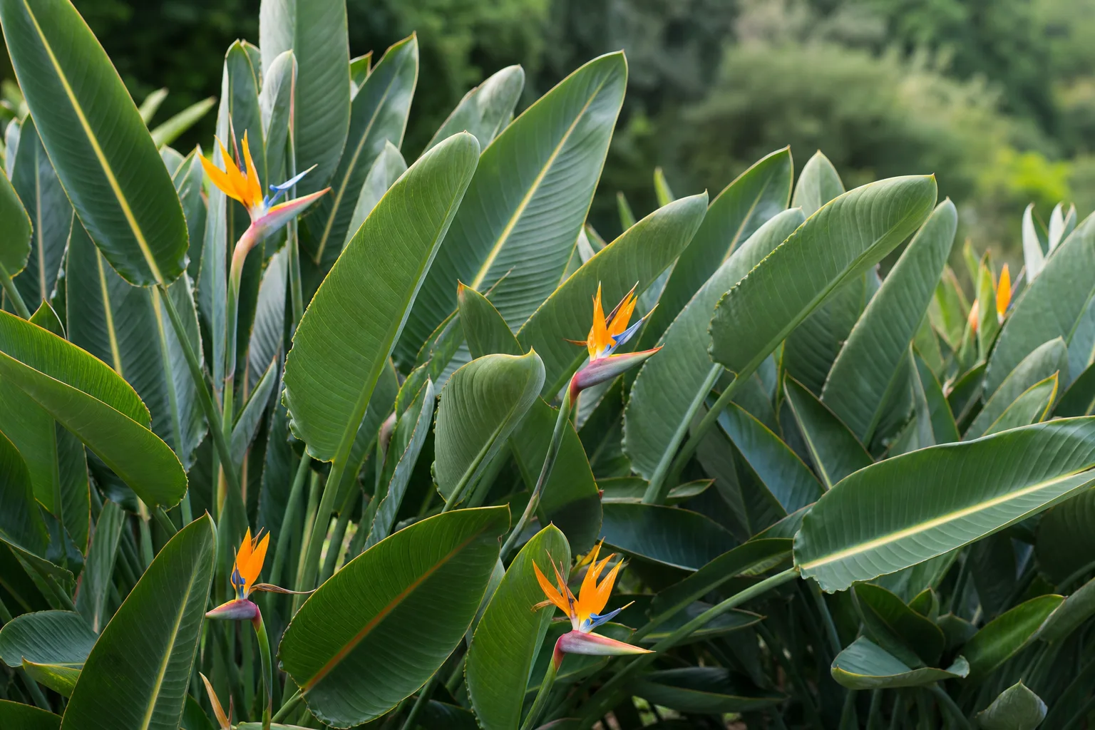 Small Flowers on Bird of Paradise - visible symptom on the plant