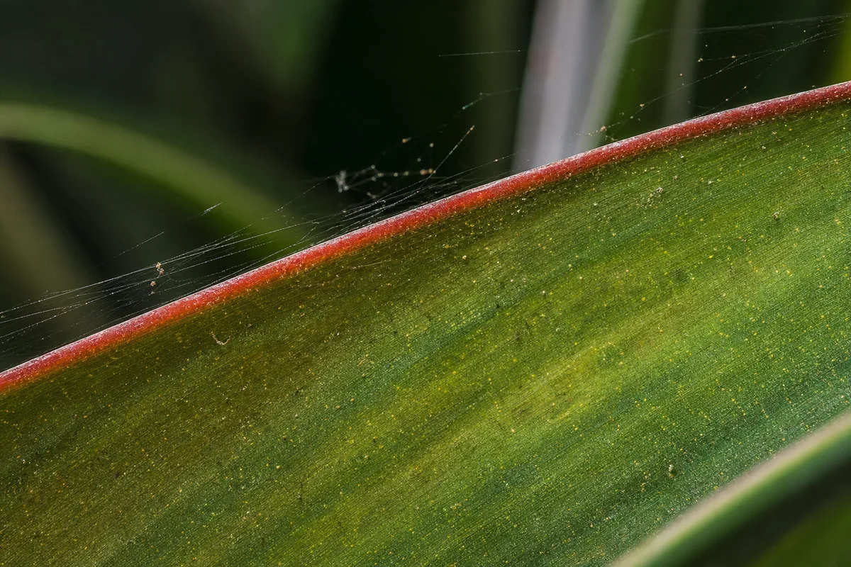 Close-up of Spider Mites on Bird of Paradise - diagnostic detail