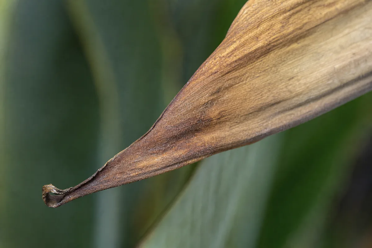 Close-up of Underwatering on Bird of Paradise - diagnostic detail