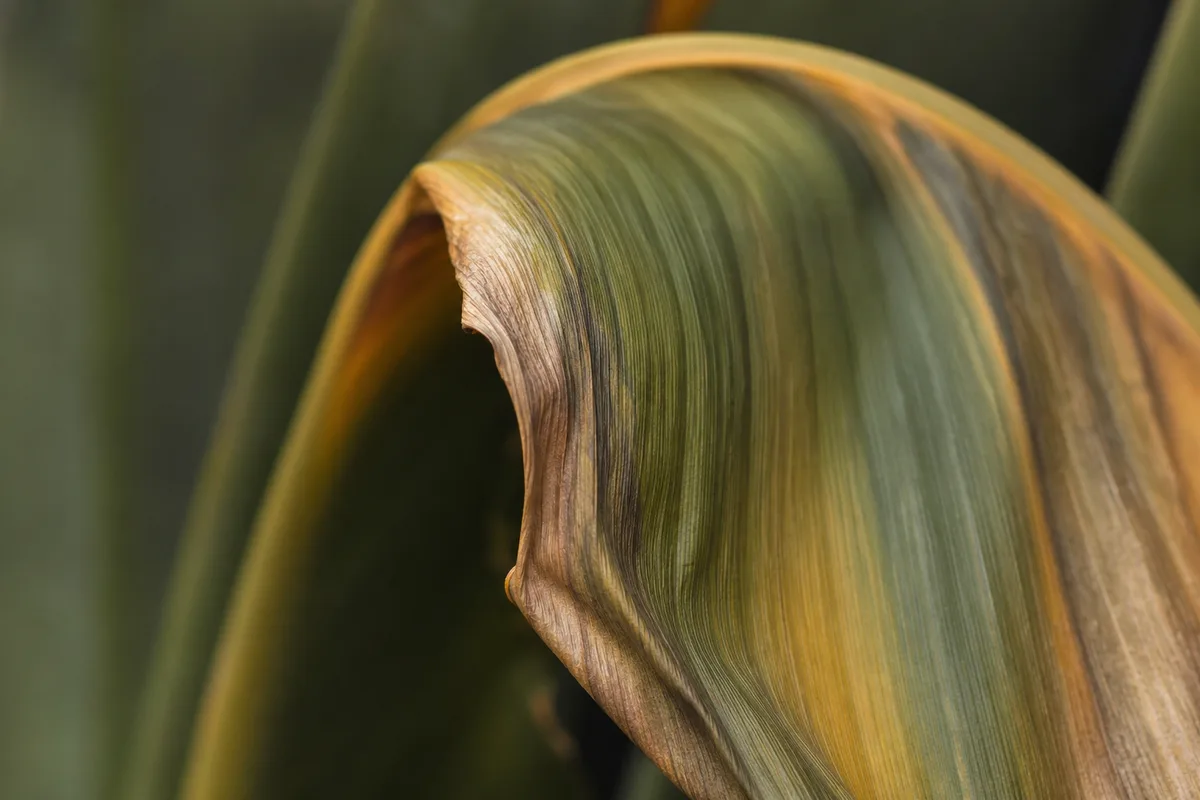 Close-up of Wilting on Bird of Paradise - diagnostic detail
